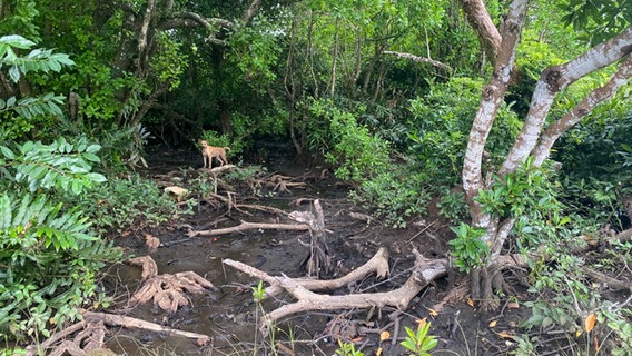 Die Erosion durch den Klimawandel macht sich auf Fidschi in der Vegetation bemerkbar © NDR Foto: Lena Bodewein