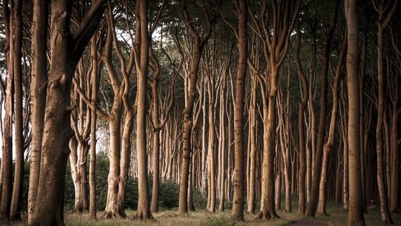 Ein Pfad durch einen Mischwald in Mecklenburg-Vorpommern. © imago images / imagebroker Foto: Imagebroker