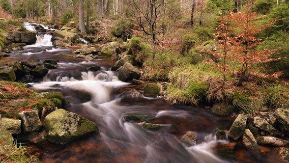 Kleiner Wasserfall inmitten eines Waldes. © imago images / imagebroker 