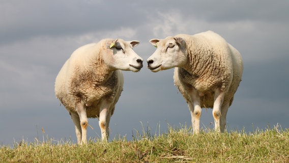 Zwei Schafe beschnuppern sich auf dem Deich. © fotolia 