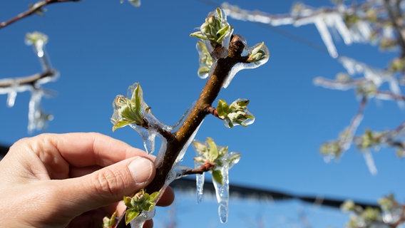Nahaufnahme eines gefrorenen Zweiges dessen Knospe mit Eis bedeckt ist. © panthermedia Foto: budabar