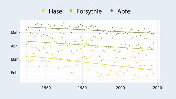 Eine Tabelle zeigt, dass sich die Blütezeit von Hasel, Forsythie und Apfel im Laufe der Jahrzehnte nach Vorne verschiebt. © NDR Foto: NDR