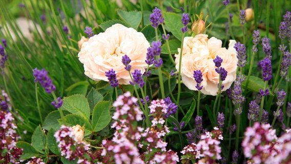 Rosen, Lavendel und Thymian im Garten © fotolia.com Foto: fotokate