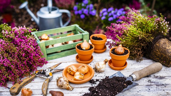 Tontöpfchen mit Blumenzwiebeln, Erde, Schaufel und ein paar Heidepflanzen liegen auf einem Tisch. © Panthermedia 