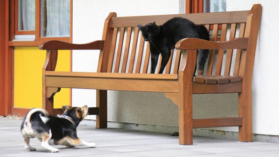 Ein Hund und eine Katze spielen vor einem Haus auf einer Gartenbank aus Holz. © blickwinkel/fotototo Foto: blickwinkel/fotototo