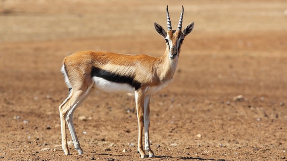 Eine Gazelle schaut in die Kamera. © Colourbox Foto:  kavram