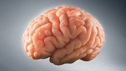 Das Modell eines Gehirns vor grauem Hintergrund. © fotolia.com Foto: fergregory