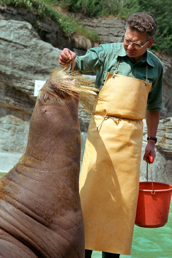 Tierpfleger Heino Susott füttert Walross Antje im Jahr 1981 mit einem Fisch. © NDR Foto: Fred Fechtner