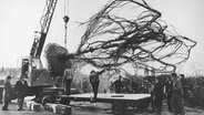Mitarbeiter der Baumschule Lorenz von Ehren verladen Mitte der 50er-/Anfang der 60er-Jahre einen tonnenschweren Baum. © Baumschule Lorenz von Ehren 