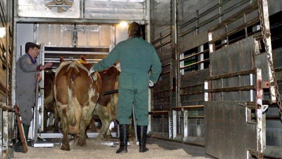 Nach dem bestätigten BSE-Fall auf einem Bauernhof im schleswig-holsteinischen Hörsten werden am frühen Morgen des 27. November 2000 die ersten Kühe in eine Tierkörperbeseitigungsanlage abtransportiert. © dpa - Fotoreport Foto: Wulf Pfeiffer