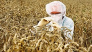 Ein Wissenschaftler in einem Schutzanzug prüft Weizen. © picture alliance / photothek Foto: Ute Grabowsky