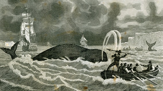 Ein Stich zeigt das Harpunieren eines Wales © Kieler Stadt- und Schifffahrtsmuseum 