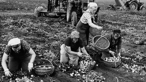 Kartoffelernte in der DDR, 1967. © picture-alliance/ ZB Foto: Dieter Demme