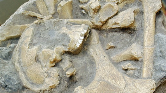 Menschenknochen, gefunden 2008 bei Ausgrabungen in Kalkriese. © dpa - Report Foto: Frank May