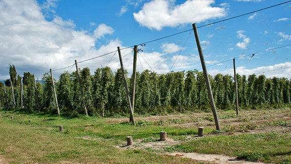 Hopfenfeld in der Nähe von Upper Moutere, einem von deutschen Siedlern gegründete Dorf in Neuseeland © NDR Foto: Folker Wergin