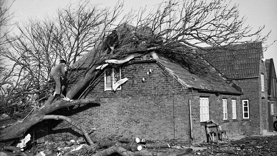 Ein Baum ist auf Haus gestürzt © NDR Foto: unbekannt