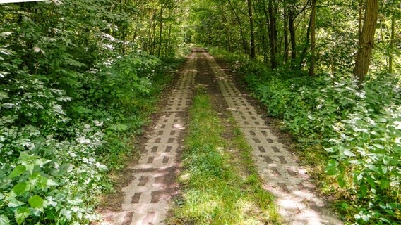 Ein DDR-Kolonnenweg aus Betonplatten führt durch einen dichten Wald. © NDR Foto: Daniel Sprenger