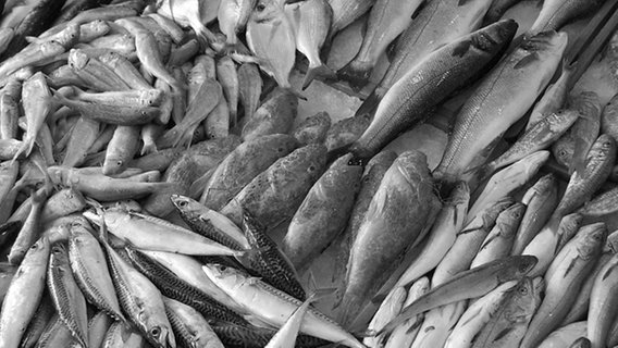 Verschiedene Fische, schwarz/weiß © dpa 