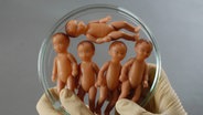 Kleine Plastikpüppchen liegen in einer Petrischale. © picture alliance / photothek Foto: U. Grabowsky