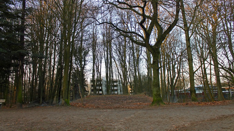 Inmitten hoher Bäume ist eine Fläche im Gosslerpark frei, dort stand früher das Herrenhaus. © NDR Foto: Daniel Sprenger