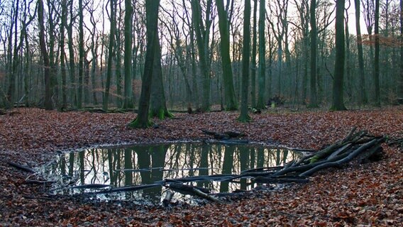 Ein Teich inmitten von Buchen im Gosslerpark im Niendorfer Gehege. © NDR Foto: Daniel Sprenger