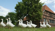 Eine Schar Gänse läuft  vor einer alten Fachwerkscheune im Amt Neuhaus im Landkreis Lüneburg entlang © dpa Foto: Jens Wolf