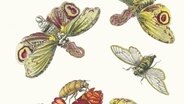 Insekten-Zeichnung von Maria Sibylla Merian in: "Metamorphosis insectorum Surinamensium", 1705 © picture alliance / © Fine Art Images / Heritage Images 