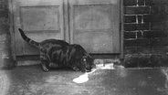 Schwarz-weiß-Aufnahme einer Katze, die aus einem umgefallenen Krug Milch trinkt © picture-alliance / Mary Evans Picture Library 