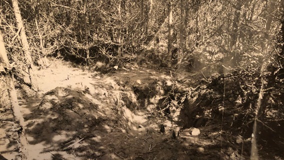 Ein Foto aus den 1930er-Jahren zeigt eine leere Fundstelle im Wald, auf der ein Opfer von Adolf Seefeld gelegen hatte. © Stadtarchiv Schwerin 