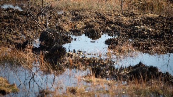 Auf dem Gelände der Wehrtechnischen Dienststelle 91 im Emsland ist verbrannter und mit Wasser durchtränkter Moorboden zu sehen. © picture alliance | dpa Foto: Friso Gentsch