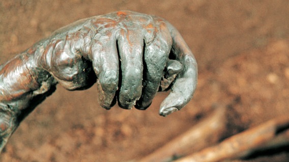Die Hand der Moorleiche "Kind von Windeby", die im Archäologischen Museum in Schloss Gottorf in Schleswig ausgestellt ist. © Archäologisches Museum Schloss Gottorf Schleswig 