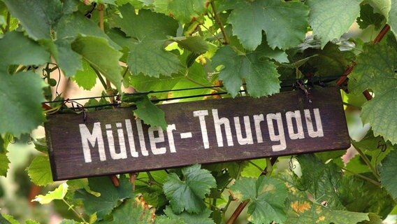 Ein Schild mit der Aufschrift "Müller-Thurgau" hängt zwischen der gleichnamigen Weinsorte auf dem Weinberg im südbrandenburgischen Schlieben. Archivfoto aus dem Jahr 2002. © picture-alliance/ dpa Foto:  Patrick Pleul