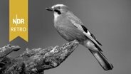 Eichelhäher (Garrulus glandarius). © IMAGO / Essler 