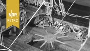 Blick auf das Deck eines Modellsegelschiffs. © NDR Archiv Screenshot 