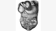 Anatomische Illustration innerer Organe © picture alliance / imageBROKER | Martin Schrampf 
