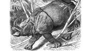 Tierzeichnung von einem Panzernashorn aus Meyers Konversations-Lexikon von 1890 © picture alliance / imageBROKER Foto: H.-D. Falkenstein