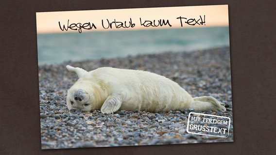 Auf einer  Postkarte ist eine Robbe abgebildet. © Schöning GmbH & Co. KG 