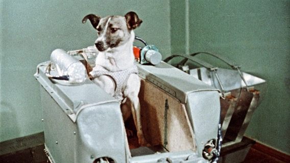 "Weltraumhund" Laika © picture-alliance / akg-images / Everett Collection Foto: RIA Nowosti
