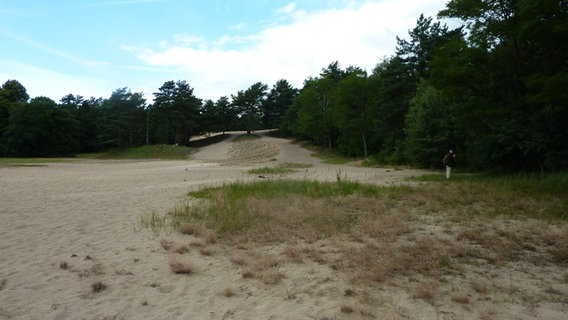 Die große Düne in den Besenhorster Sandbergen, wo sich früher ein Schießstand befand © NDR.de Foto: Marc-Oliver Rehrmann