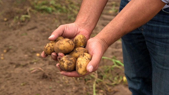 Kartoffeln auf einer Hand. © © NDR/ECO Media 