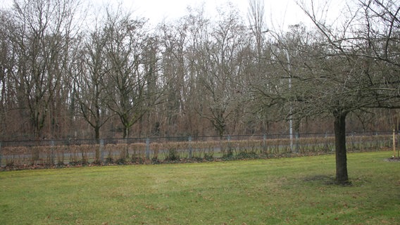 Eine Grasfläche, auf der früher Gräber waren, auf dem Friedhof Pankow. Hinter dem Zaun verlief die frühere Staatsgrenze, dahinter eine bewaldete Anhöhe. © NDR Foto: Daniel Sprenger