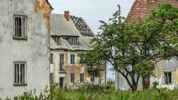 Verfallende Häuser auf der Halbinsel Wustrow, dazwischen ein Apfelbaum. © NDR Foto: Daniel Sprenger