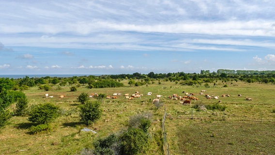 Kühe grasen auf einer Wiese auf der Halbinsel Wustrow. © NDR Foto: Daniel Sprenger