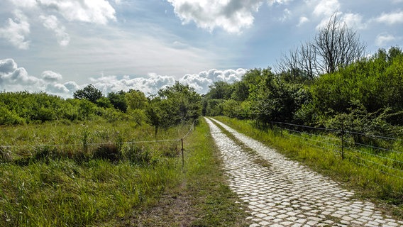 Eine Kopfsteinplasterstraße führt durch üppiges Grün auf der Halbinsel Wustrow. © NDR Foto: Daniel Sprenger