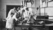 Das Archivbild aus dem Jahr 1928 zeigt Studentinnen und Studenten bei der Arbeit an einem Pferdepräparat im Demonstrationraum des anatomischen Instituts an der Tierärztlichen Hochschule Hannover (TiHo). © picture-alliance / dpa | dpa Archiv Tierärztliche Hochschule 