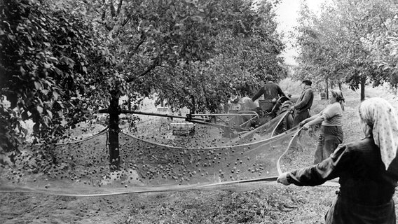 Halbmaschinelle Ernte in der Obstplantage der VEG Waßmannsdorf im Kreis Königs Wusterhausen in Brandenburg in der DDR im September 1964. © picture-alliance / dpa 
