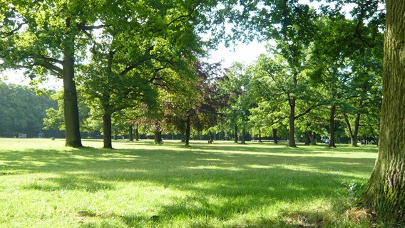 Die Spielwiese im Volkspark Altona © NDR Foto: Dirk Hempel