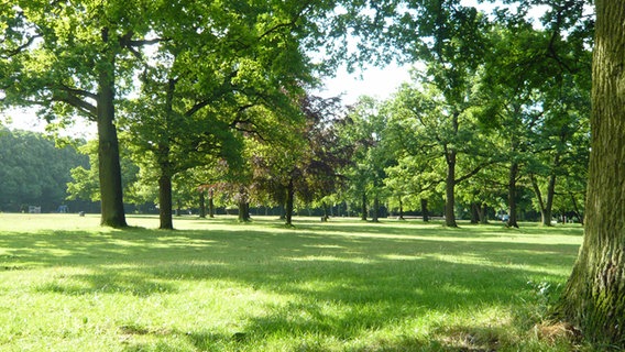 Die Spielwiese im Volkspark Altona. © NDR Foto: Dirk Hempel