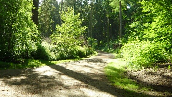 Ein Waldweg im Volkspark Altona © NDR Foto: Dirk Hempel