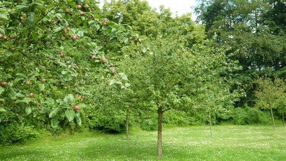 Apfelbäume im Schulgarten des Volksparks Altona © NDR Foto: Dirk Hempel